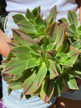 Load image into Gallery viewer, Aeonium leucoblepharum - Tree House Leek
