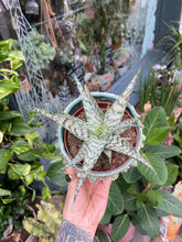 Load image into Gallery viewer, Aloe somaliensis - Somalian Aloe
