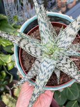 Load image into Gallery viewer, Aloe somaliensis - Somalian Aloe
