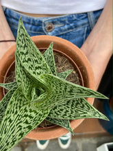 Load image into Gallery viewer, Aloe tribal Variegata - Tiger Aloe
