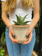 Load image into Gallery viewer, Aloe tribal Variegata - Tiger Aloe
