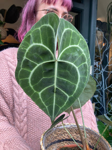 Anthurium clarinervium 14cm Pot -  *Local Delivery or Local Pick Up Only*