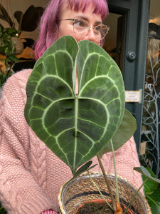 Anthurium clarinervium 14cm Pot -  *Local Delivery or Local Pick Up Only*