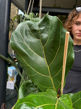 Load image into Gallery viewer, Ficus lyrata / Fiddle Leaf Fig - *Local Delivery or Local Pick Up Only*
