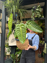 Load image into Gallery viewer, Anthurium veitchii / King Anthurium - *Local Delivery or Local Pick Up Only*
