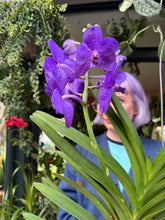 Load image into Gallery viewer, Hanging Vanda Orchid - Mixed Flower Colours
