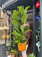 Load image into Gallery viewer, Ficus lyrata / Fiddle Leaf Fig 2 Stem - *Local Delivery or Local Pick Up Only*
