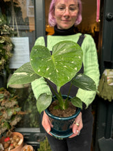 Load image into Gallery viewer, Monstera Thai Constellation / Variegated Cheese Plant - 12cm Pot
