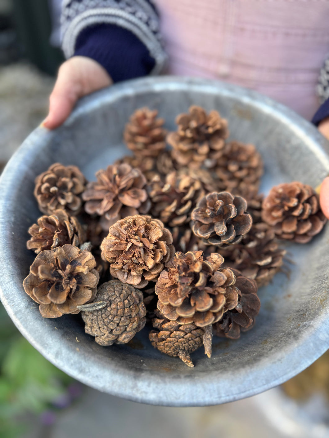 Pine Cones