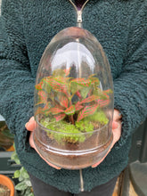 Load image into Gallery viewer, Glass Egg Sealed Terrarium - *Local Delivery or Local Pick Up Only*
