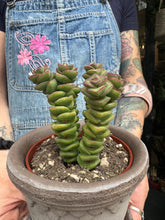 Load image into Gallery viewer, Crassula marnieriana / Worm Plant
