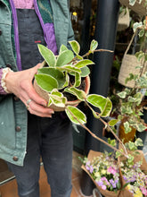 Load image into Gallery viewer, Hoya carnosa Krimson Queen / Wax Plant
