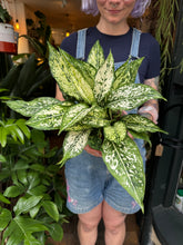 Load image into Gallery viewer, Aglaonema Snow White / Chinese Evergreen

