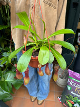 Load image into Gallery viewer, Nepenthes alata - Pitcher Plant/Monkey Cup Plant - *Local Delivery or Local Pick Up Only*
