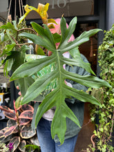 Load image into Gallery viewer, Philodendron mayoi / Tahiti Philodendron
