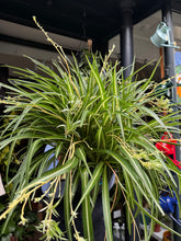 Load image into Gallery viewer, Chlorophytum comosum Variegatum / Spider Plant XL
