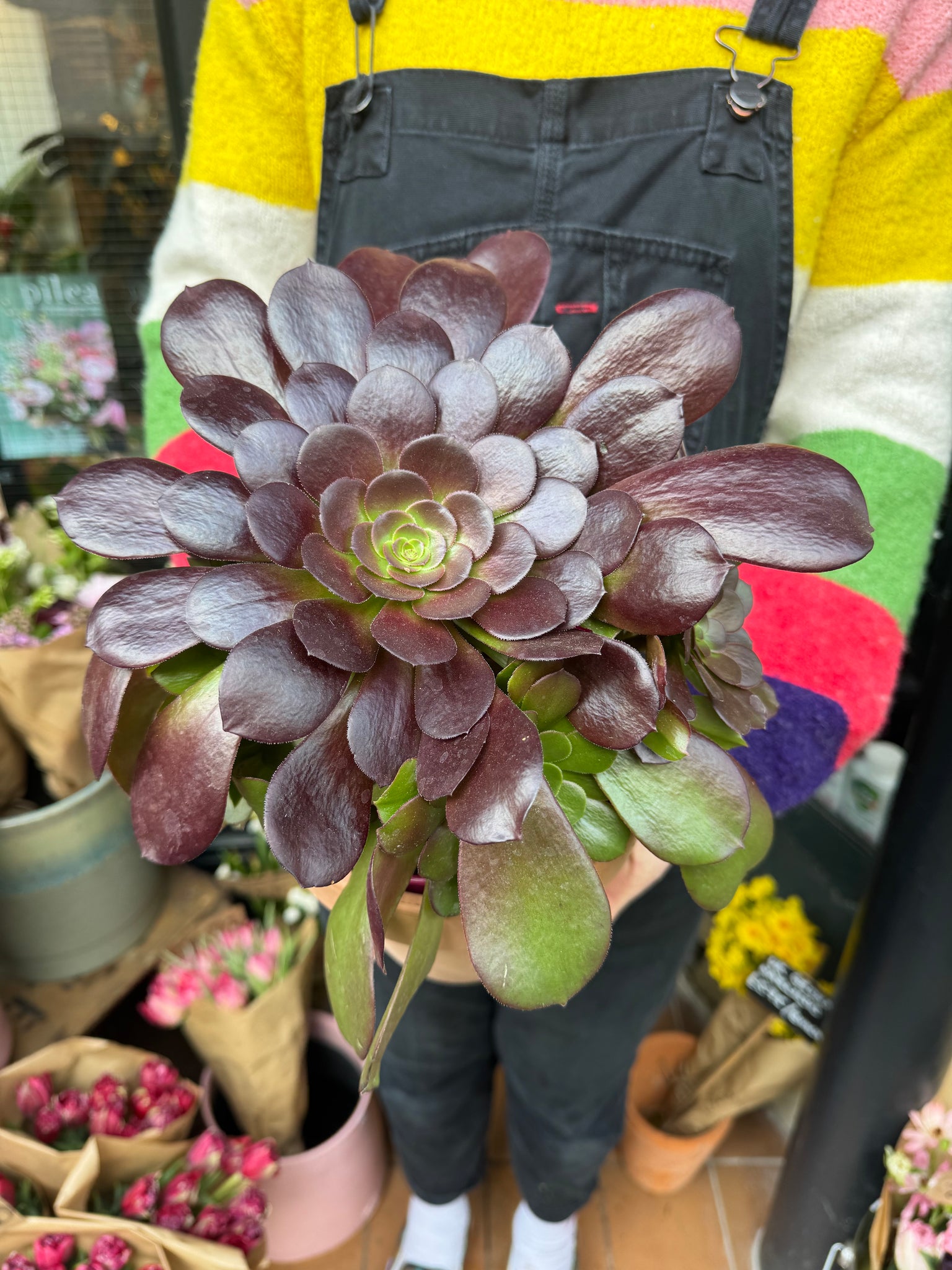 tree house leek plant Aeonium arboreum / Tree House Leek – Pilea Plant Shop