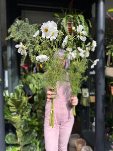 Cosmos White Purity - Price Per Bunch