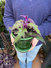 Load image into Gallery viewer, Gynura aurantiaca / Purple Passion Plant - 8.5cm Pot
