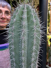 Load image into Gallery viewer, Pachycereus pringlei / Mexican Giant Cactus
