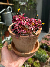 Load image into Gallery viewer, Oxalis spiralis vulcanicola 'Plum Crazy'
