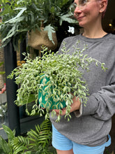 Load image into Gallery viewer, Cotyledon pendens / Cliff Cotyledon
