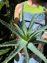 Load image into Gallery viewer, Aloe arborescens / Candelabra Aloe
