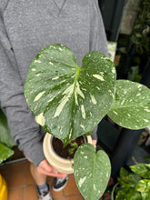 Load image into Gallery viewer, Monstera Thai Constellation / Variegated Cheese Plant
