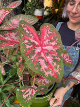 Load image into Gallery viewer, Caladium Carolyn Whorton / Angel Wings
