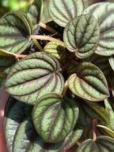 Load image into Gallery viewer, Peperomia Piccolo Banda / Radiator Plant
