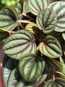 Peperomia Piccolo Banda / Radiator Plant