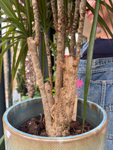 Load image into Gallery viewer, Dracaena marginata / Dragon Tree - *Local Delivery or Local Pick Up Only*
