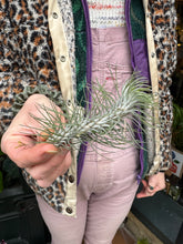 Load image into Gallery viewer, Tillandsia ionantha Funckiana &#39;Straight&#39; / Airplant
