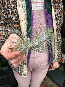 Tillandsia ionantha Funckiana 'Straight' / Airplant