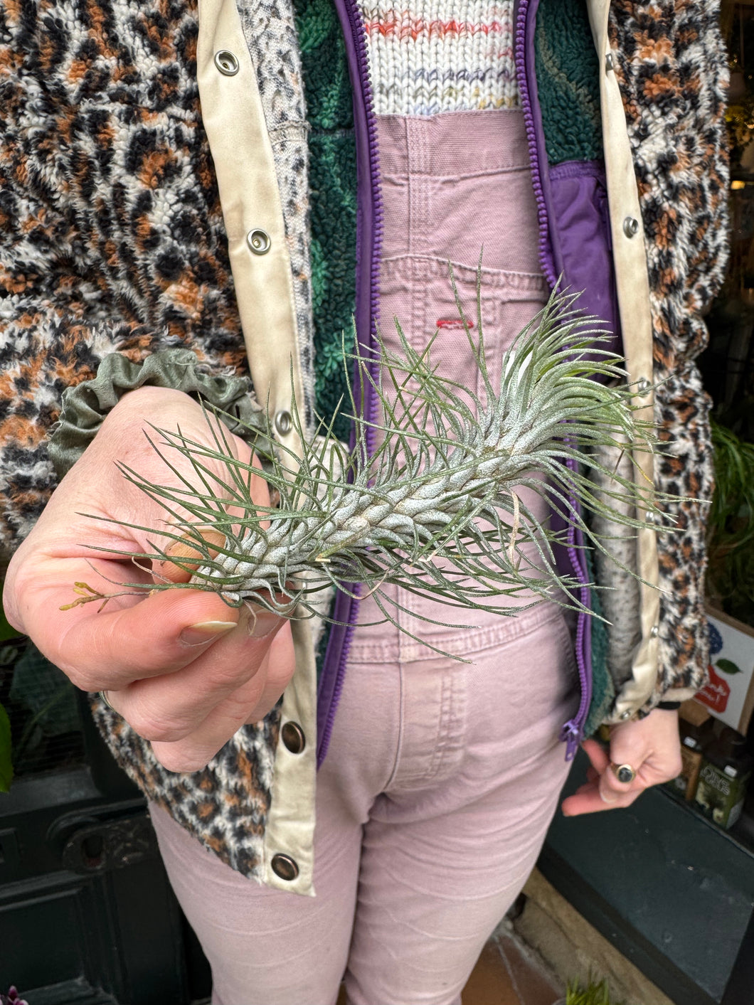 Tillandsia ionantha Funckiana 'Straight' / Airplant