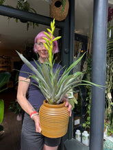 Load image into Gallery viewer, Tillandsia oerstediana / Flaming Sword Bromeliad - *Local Delivery or Local Pick Up only*
