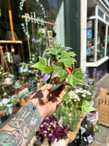 Hedera helix Variegata / Variegated Ivy