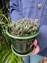 Load image into Gallery viewer, Crassula crassimus / Crassula Hybrid
