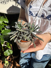 Load image into Gallery viewer, Kalanchoe tubiflora / Mother of Millions
