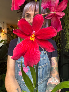Cambria Nelly Isler Red Velvet / Burrageara Orchid X Oncidium - *Local Delivery or Local Pick Up Only *