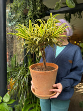 Load image into Gallery viewer, Dracaena reflexa / Song of India / Dragon Tree - *Local Delivery or Local Pick Up Only*
