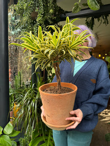 Dracaena reflexa / Song of India / Dragon Tree - *Local Delivery or Local Pick Up Only*