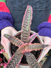 Load image into Gallery viewer, Cryptanthus bivittatus Elaine / Earth Star
