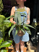 Load image into Gallery viewer, Epipremnum amplissimum Silver / Silver Streak / Silver Stripe
