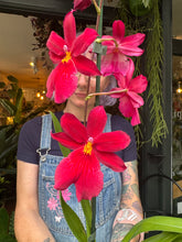 Load image into Gallery viewer, Cambria Nelly Isler Red Velvet / Burrageara Orchid X Oncidium - *Local Delivery or Local Pick Up Only *
