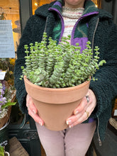Load image into Gallery viewer, Crassula marnieriana / Worm Plant
