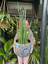 Load image into Gallery viewer, Sansevieria bacularis Mikado / Snake Plant - *Local Delivery or Local Pick Up Only*
