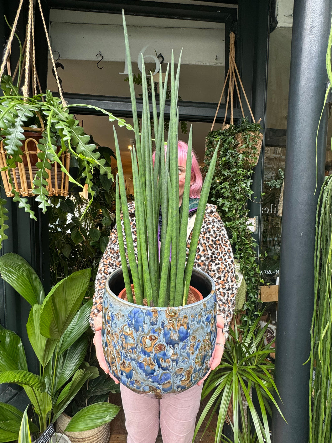 Sansevieria bacularis Mikado / Snake Plant - *Local Delivery or Local Pick Up Only*