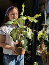 Load image into Gallery viewer, Caladium White / Angel Wings
