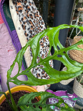 Load image into Gallery viewer, Monstera obliqua Peru / Lacy Monstera
